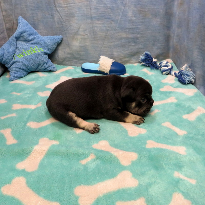 Male French Bulldog