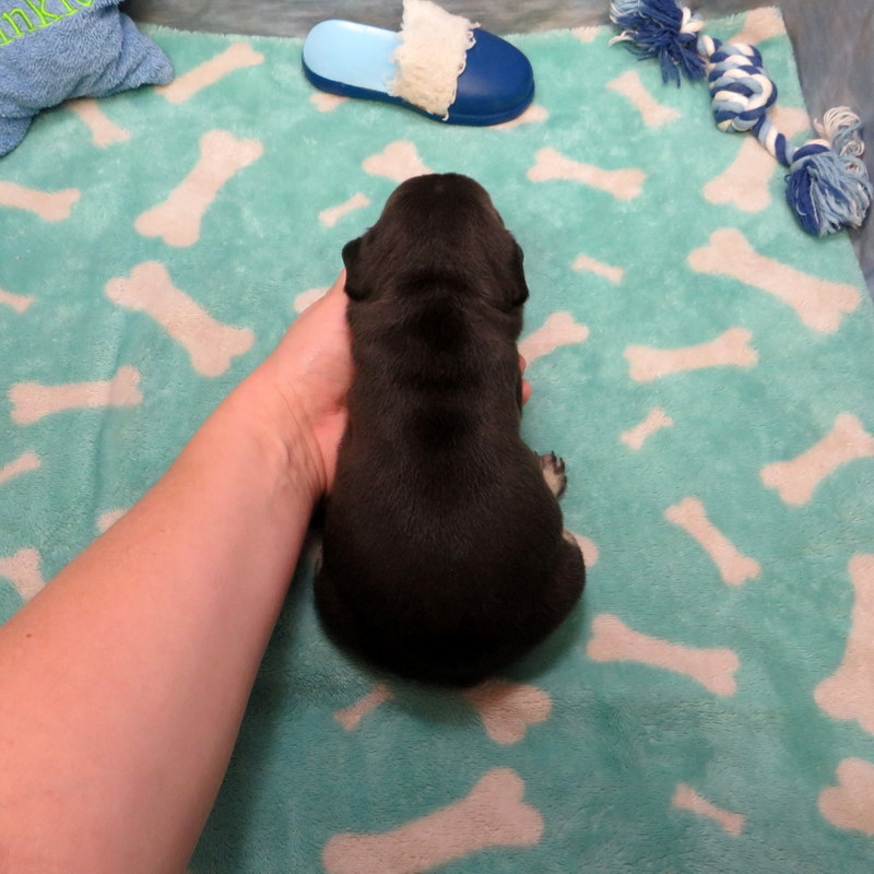 Male French Bulldog