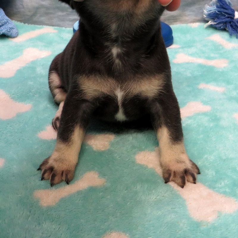 Male French Bulldog
