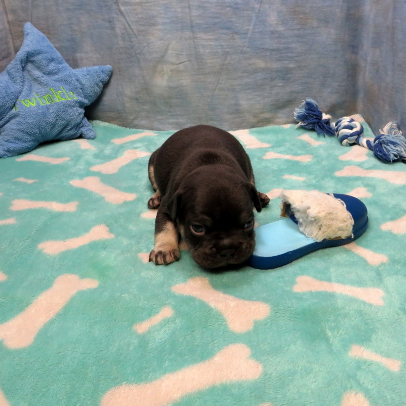 Male French Bulldog