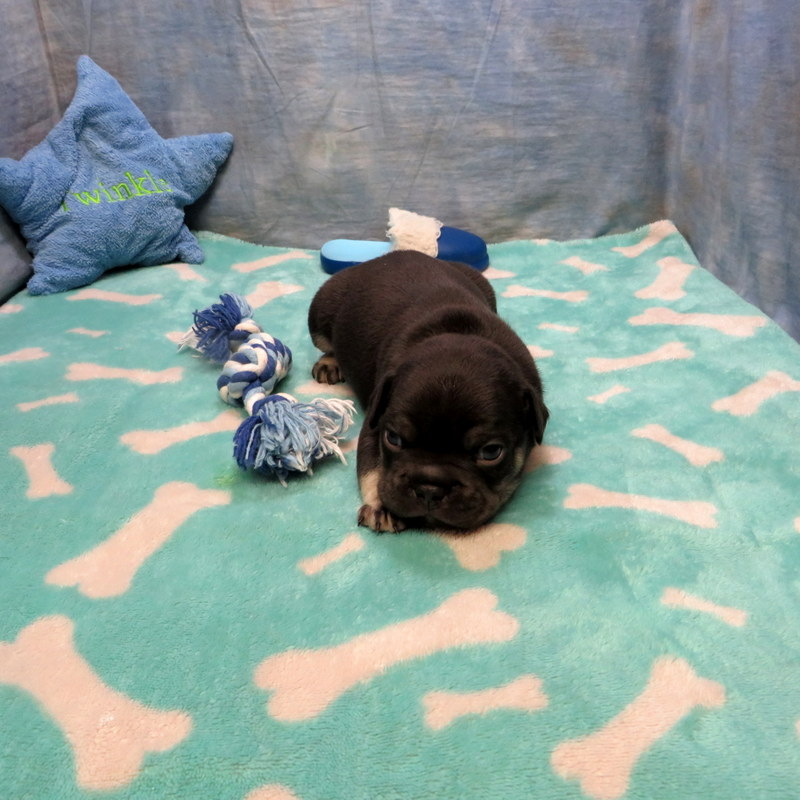 Male French Bulldog