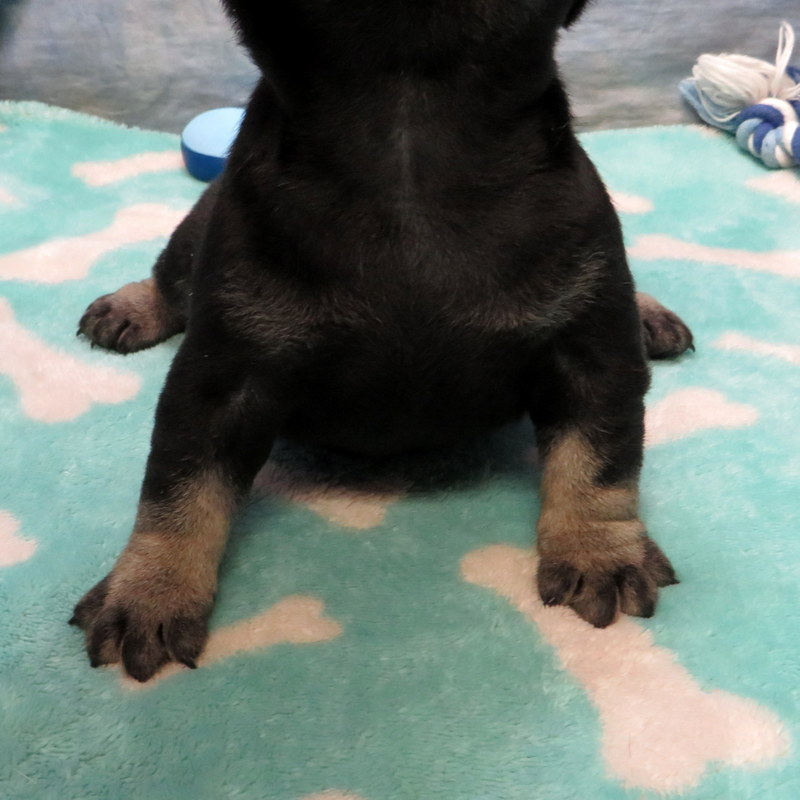 Male French Bulldog