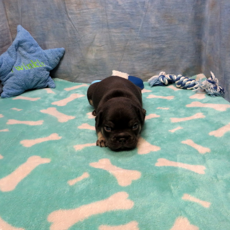 Male French Bulldog