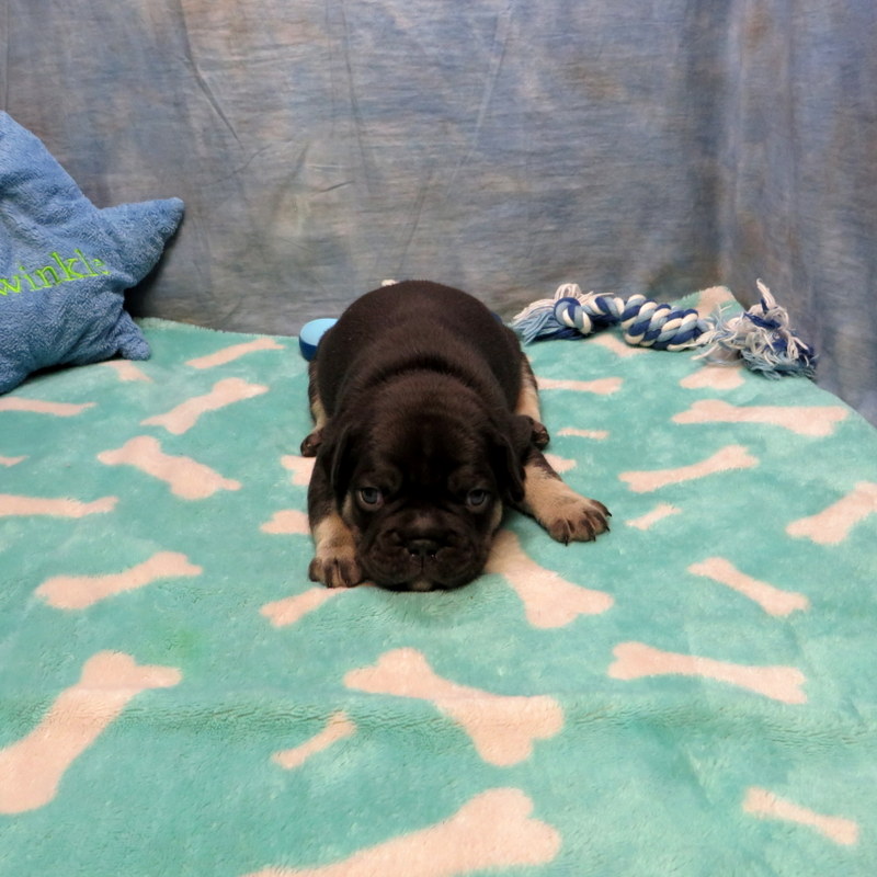 Male French Bulldog