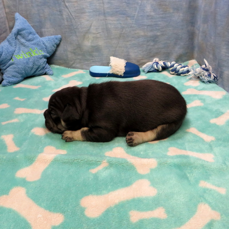 Male French Bulldog