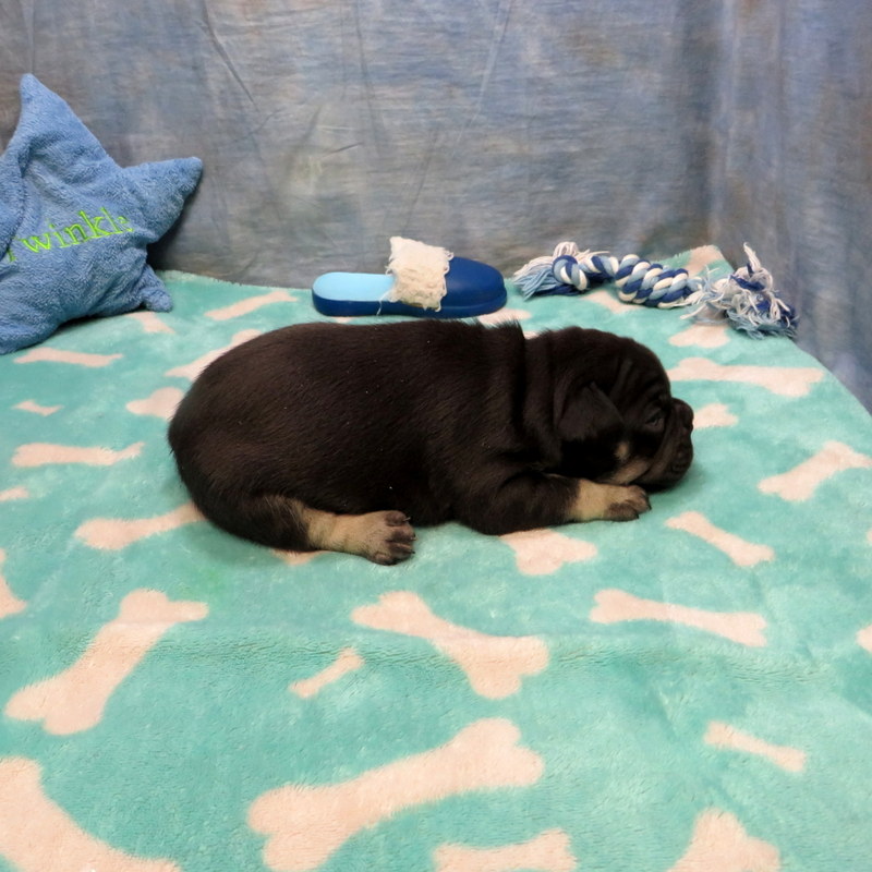 Male French Bulldog