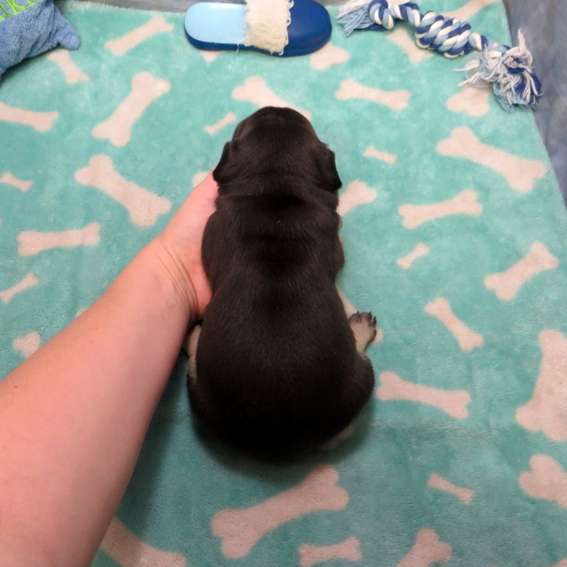 Male French Bulldog
