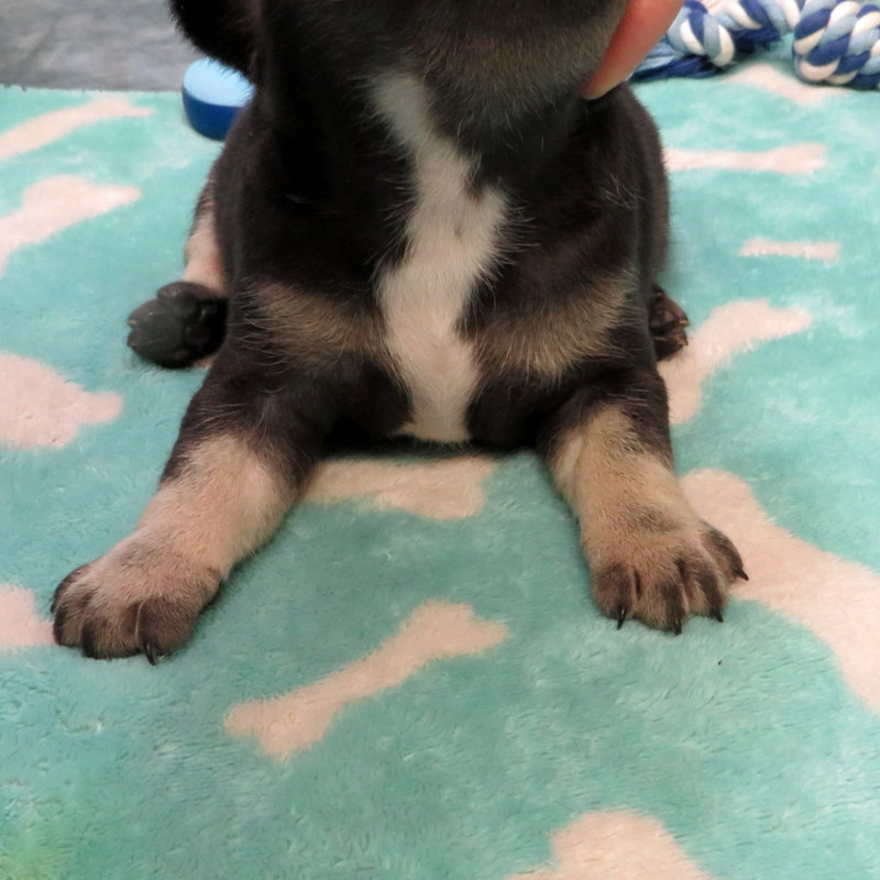 Male French Bulldog