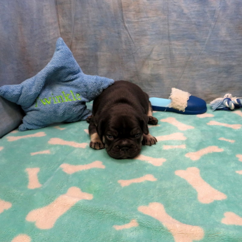 Male French Bulldog