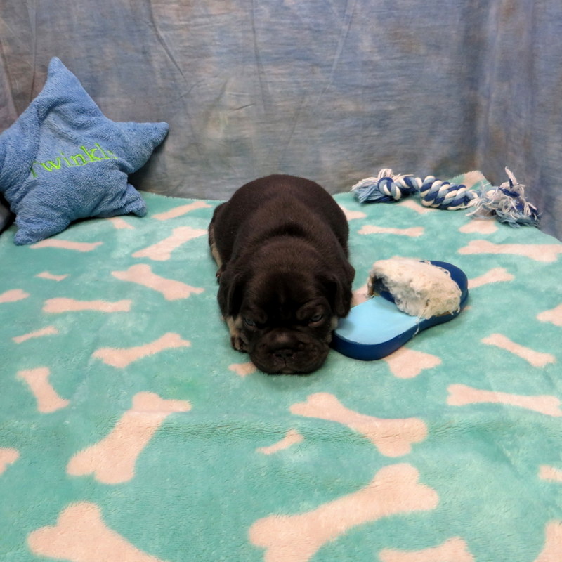 Male French Bulldog