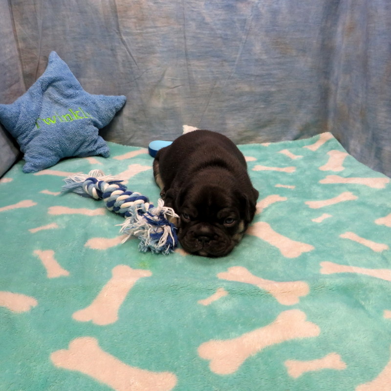 Male French Bulldog