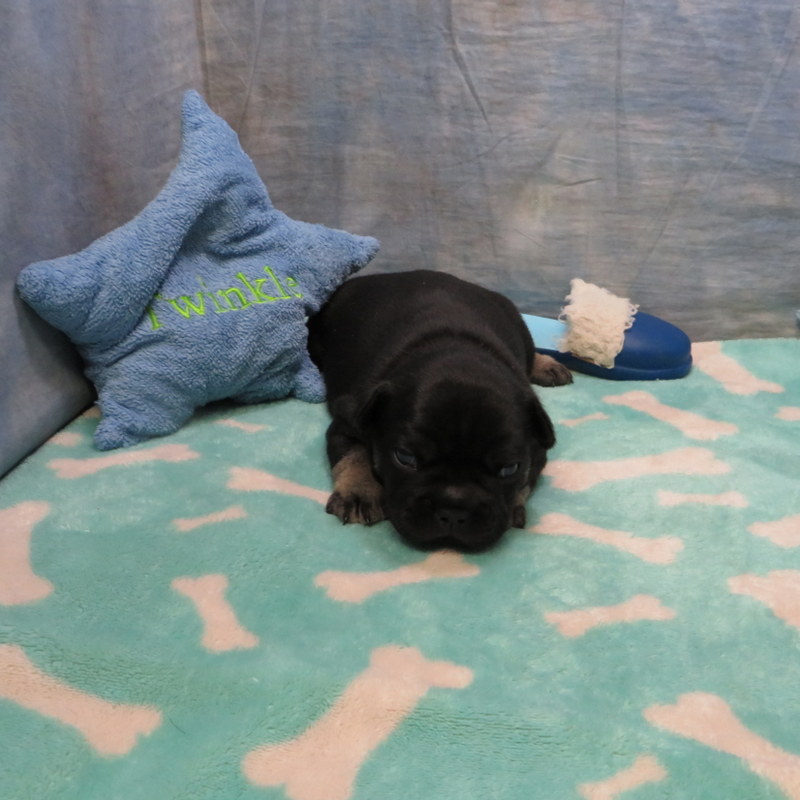 Male French Bulldog