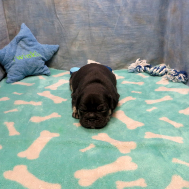 Male French Bulldog