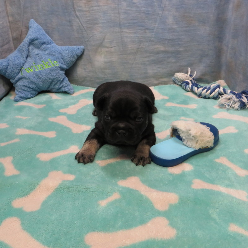 Male French Bulldog