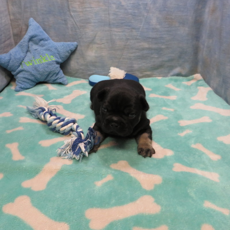 Male French Bulldog